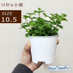 ANAe|bg Zbgpc 10.5TCY S10 VK[oC yy~A ACr[ C[vc v~ sA tB CeAO[ ϗtA [eiX lC 