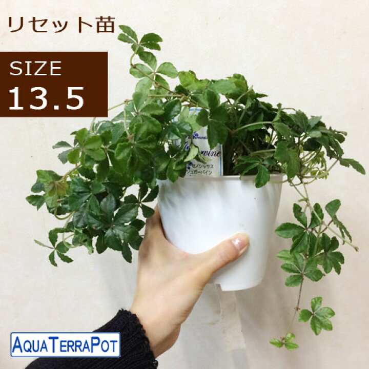 楽天市場 アクアテラポット リセット用苗 サイズ13 5 観葉植物全３種 シュガーバイン アイビー ペペロミア 花みどりマーケット 楽天市場店