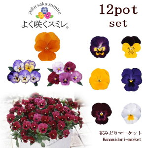 y12ZbgzpW[ 悭炭X~ ܂12|bgZbg 3|bgcԕc 񂹐A