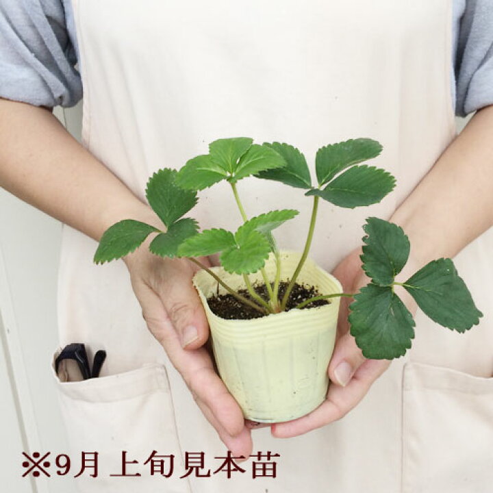楽天市場 いちご苗 よつぼし 3 3 5号ポット苗 ガーデニング 家庭菜園 ベランダ菜園 おいしい 苗 人気 イチゴ イチゴ苗 花みどりマーケット 楽天市場店