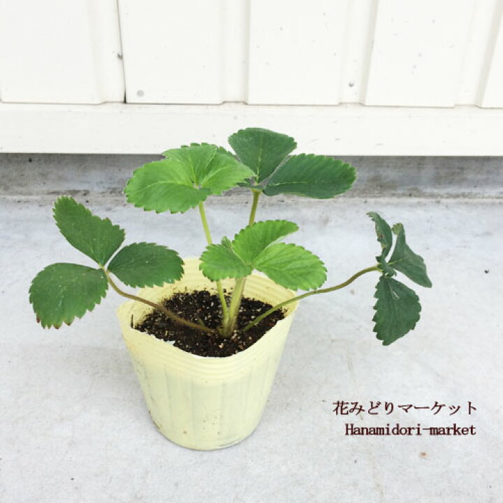 楽天市場 いちご苗 2個セット よつぼし 3 3 5号ポット苗 ガーデニング 家庭菜園 ベランダ菜園 花みどりマーケット 楽天市場店