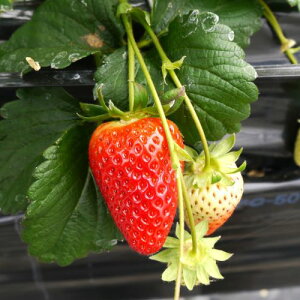 【単品 / 3個セット/5個セット】いちご苗 章姫( あきひめ ) 3〜3.5号ポット苗イチゴ いちご アキヒメ 家庭菜園 セット