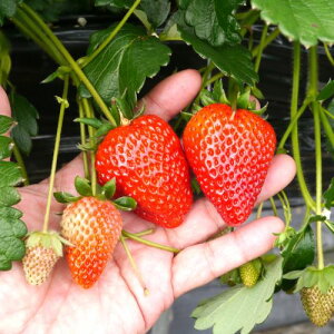 yPi / 3Zbgz 悢P 2.5|bg c C`S ƒ؉ lC x_ yNISALEiz