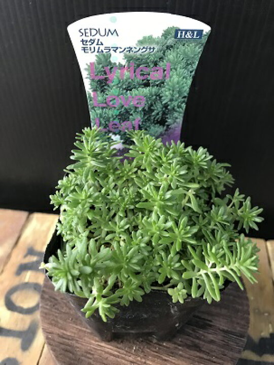 楽天市場】【単品 / 3個セット 】セダム モリムラマンネングサ 緑葉 3 1名限定⭐️多肉植物セダムモリムラマンネングサカット苗画像現物発送