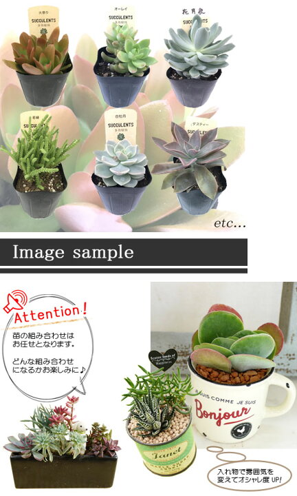 楽天市場 3個セット 多肉植物 品種おまかせ 2 5 3号ポット苗 計3ポット花苗 苗 寄せ植え 宿根草 多年草 カラーリーフ イングリッシュガーデン 観葉植物 花苗 花みどりマーケット 楽天市場店 楽天市場 3個セット 多肉植物 品種おまかせ 2 5 3号ポット苗 計3ポット花苗 苗 寄せ植え 宿根草 多年草 カラーリーフ イングリッシュガーデン 観葉植物 花苗 花みどりマーケット 楽天市場店