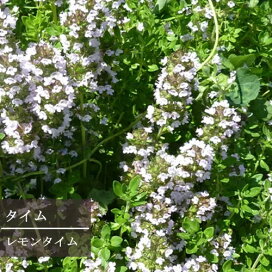 楽天市場 ハーブの植物 タイム 花みどりマーケット 楽天市場店