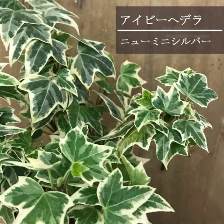 楽天市場 ヘデラ ニューミニシルバー 3号ポット苗イングリッシュアイビー カラーリーフ 多年草 グランドカバー 花みどりマーケット 楽天市場店 楽天市場 ヘデラ ニューミニシルバー 3号ポット苗イングリッシュアイビー カラーリーフ 多年草 グランドカバー 花みどりマーケット 楽天市場店