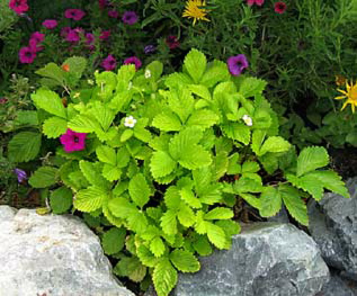 楽天市場 ワイルドストロベリー ゴールデンアレキサンドリア 3 3 5号ポット苗カラーリーフ いちご苗 宿根草 多年草 花苗 ハーブ苗 花みどりマーケット 楽天市場店 楽天市場 ワイルドストロベリー ゴールデンアレキサンドリア 3 3 5号ポット苗カラーリーフ いちご苗 宿根草 多年草 花苗 ハーブ苗 花みどりマーケット 楽天市場店