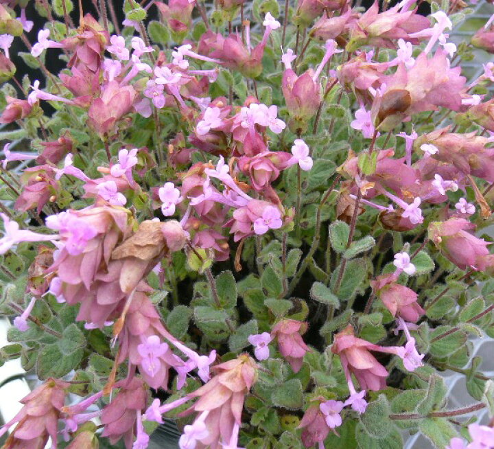 楽天市場 オレガノ ネオンライト 3号ポット苗花オレガノ 花苗 多年草 宿根草 花壇 コンテナ 寄せ植え ピンク ハーブ ハーブ苗 耐寒性 耐暑性 花みどりマーケット 楽天市場店