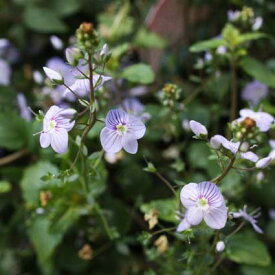 楽天市場 ベロニカ 花の通販