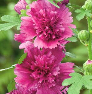 yPi / 3ZbgzAZA@ZA XvOZueB p[v 3|bgc ^`AIC zzbNh