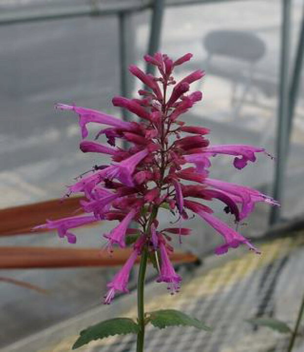 楽天市場 アガスターチェ ボレロ 3 5号ポット苗ハーブ苗 イングリッシュガーデン 香り カラーリーフ 宿根草アガスターシェ 花みどりマーケット 楽天市場店