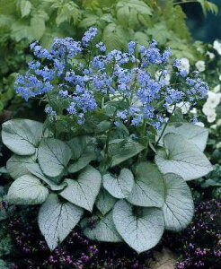 yPi / 3Zbgzul }NtB bLOOX 4|bgcul CObVK[f h N ԕc A VF[h J[[t 񂹐A