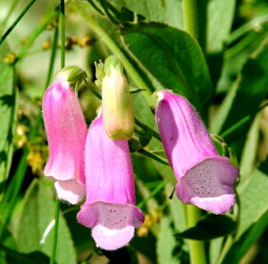 WM^X XpjbVs[NXi^vV[j 3`3.5|bgctHbNXO[u CObVK[f h ԕc N