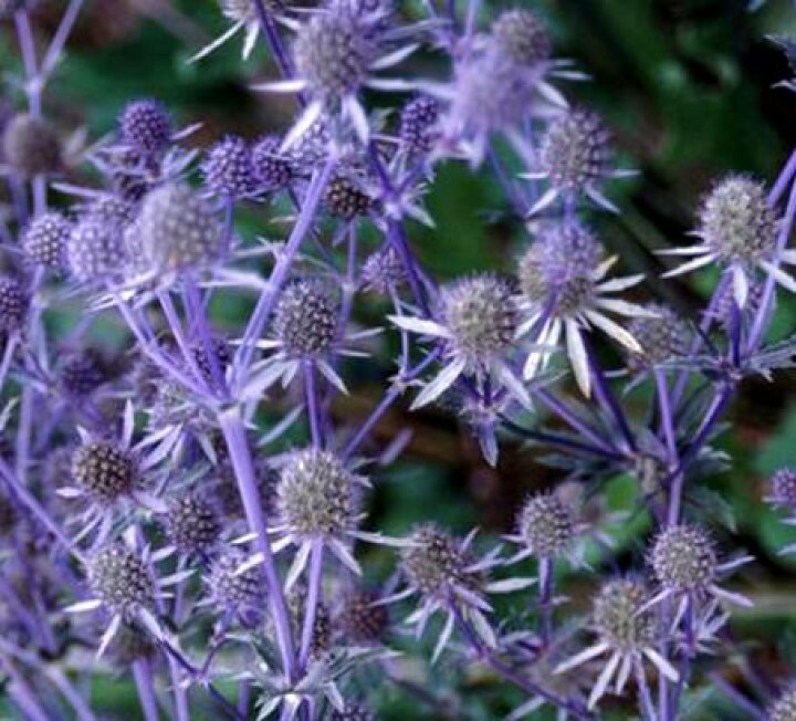 楽天市場 エリンジューム プラナム ブルーカップ 3 5号ポット苗イングリッシュガーデン エリンジウム ブルーキャップ 花みどりマーケット 楽天市場店