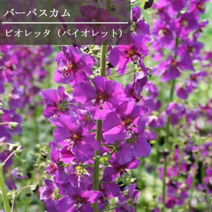 楽天市場 バーバスカム ビオレッタ 3 3 5号ポット苗花苗 多年草 宿根草 イングリッシュガーデン パープル 紫 ブルー 耐寒性 花みどりマーケット 楽天市場店