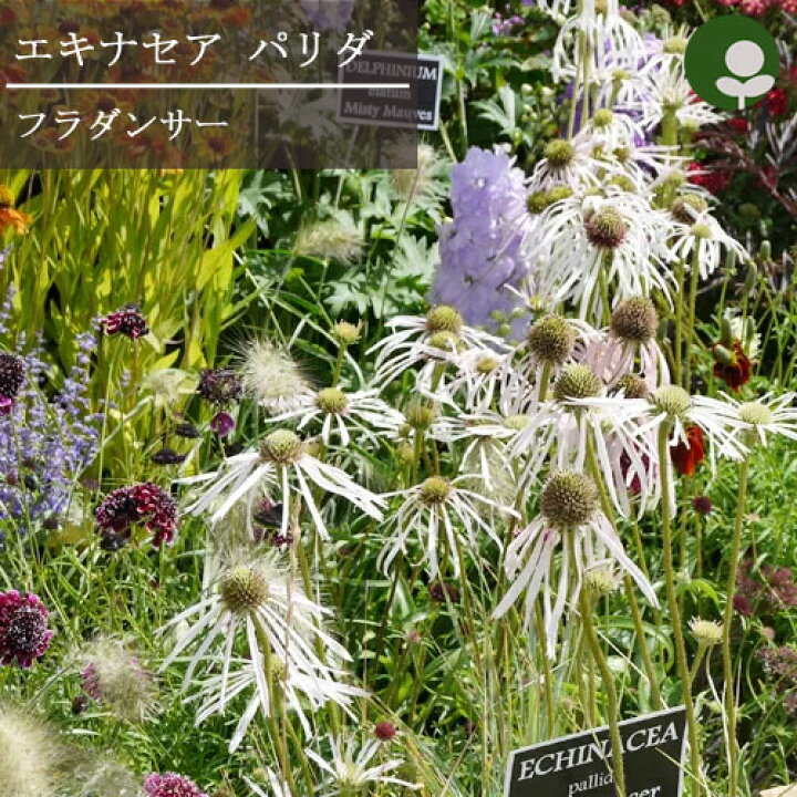 楽天市場 エキナセア一重咲き パリダ フラダンサー 3 3 5号ポット苗 イングリッシュガーデン 花苗 多年草 宿根草 ホワイト ライトピンク 淡ピンク 耐寒性 耐暑性 夏 秋 切り花 花みどりマーケット 楽天市場店