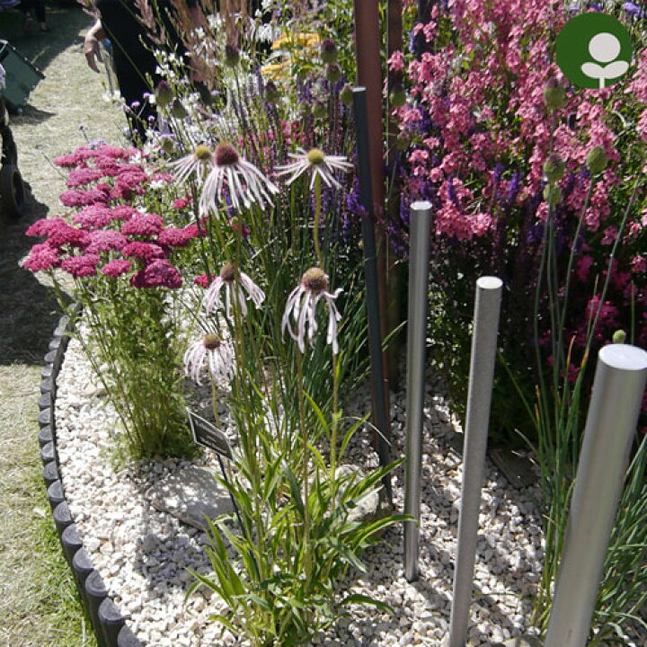 楽天市場 エキナセア パリダ フラダンサー 3 3 5号ポット苗 イングリッシュガーデン 花苗 多年草 宿根草 ホワイト ライトピンク 淡ピンク 耐寒性 耐暑性 夏 秋 切り花 花みどりマーケット 楽天市場店 楽天市場 エキナセア パリダ フラダンサー 3 3 5号ポット苗 イングリッシュガーデン 花苗 多年草 宿根草 ホワイト ライトピンク 淡ピンク 耐寒性 耐暑性 夏 秋 切り花 花みどりマーケット 楽天市場店