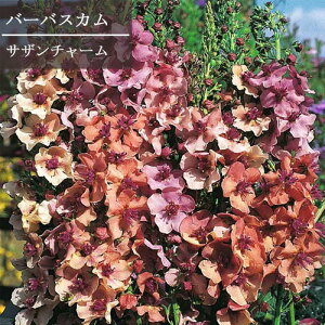 yPi / 3Zbgzo[oXJ TEU`[ / TU`[ 3`3.5|bgc ԕc IW h N@؂ CObVK[f ϊ