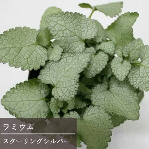 yPi / 3Zbgz~E X^[OVo[ 3|bgc~[ OhJo[ J[[t A 񂹐A h ԕc N