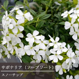 �y�P�i / 3�Z�b�g�z�T�|�i���A �I�L�����C�f�X �X�m�[�`�b�v 3�`3.5���|�b�g�c�\�[�v���[�g �ԕc �O�����h�J�o�[ ���N�� �h���� �� �z���C�g �ϊ��� �Ϗ���