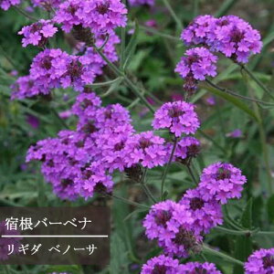 【単品 / 3個セット】宿根バーベナ リギダ ベノーサ 3~3.5号ポット苗バーベナ イングリッシュガーデン 花苗 多年草 宿根草 花の苗 ブルー パープル 青 紫 ブルーガーデン ピンク