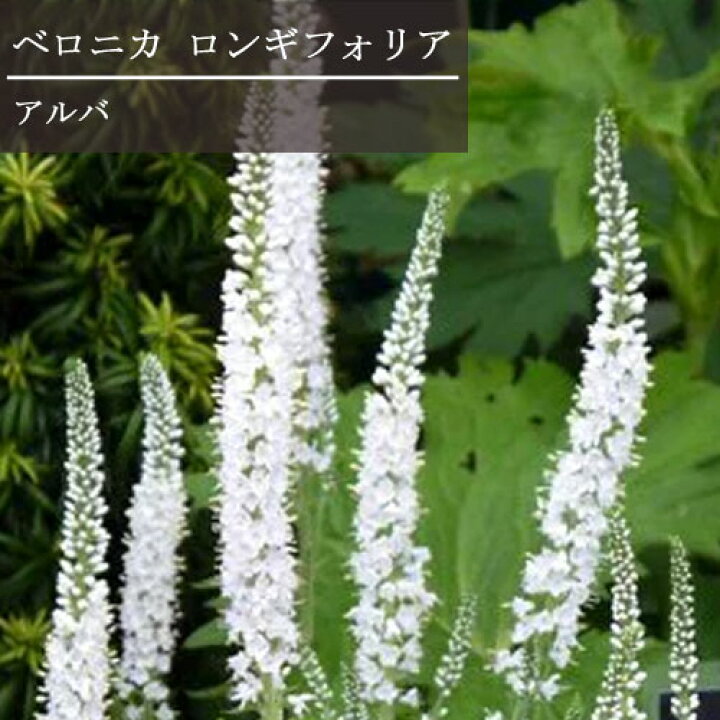 楽天市場 ベロニカ トラノオ ロンギフォリア アルバ 3 3 5号ポット苗花苗 宿根草 多年草 耐寒性 耐暑性 イングリッシュガーデン 白 ホワイト 花みどりマーケット 楽天市場店 楽天市場 ベロニカ トラノオ ロンギフォリア アルバ 3 3 5号ポット苗花苗 宿根草 多年草 耐寒性 耐暑性 イングリッシュガーデン 白 ホワイト 花みどりマーケット 楽天市場店