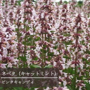 yPi / 3Zbgzly^ / Lbg~g sNLfB[ 3|bgc N h ԕc h  N ԕc n[uc i`K[f