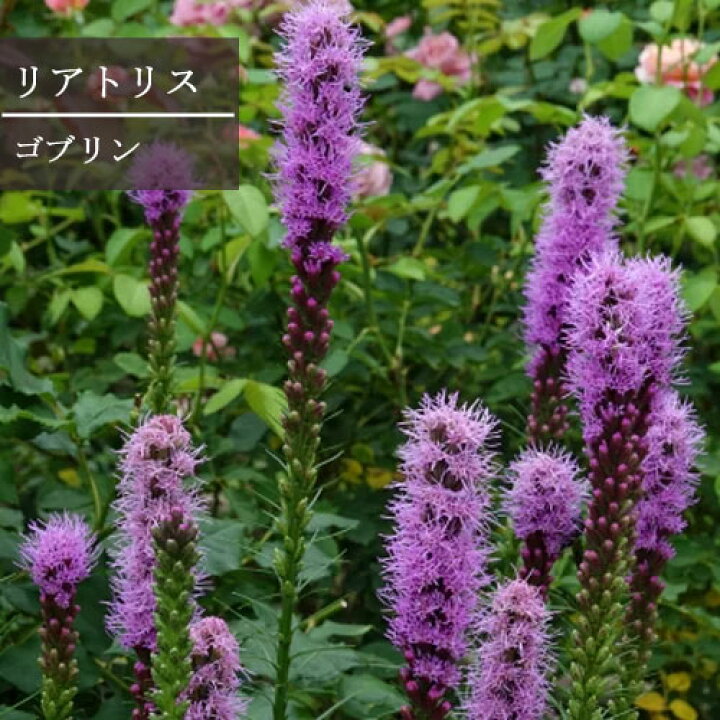 楽天市場 リアトリス スピカータ ゴブリン 3 5号ポット苗花苗 多年草 宿根草 イングリッシュガーデン ブルー パープル 青 紫 耐寒性 耐暑性 夏 切り花 花みどりマーケット 楽天市場店