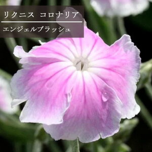 yPi / 3ZbgzNjX RiA GWFYubV 3`3.5|bgctl CObVK[f J[[t h ԕc N