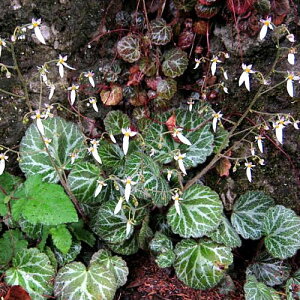 yPi / 3ZbgzLmV^ TLVtK 3|bgcOhJo[ A h ԕc N