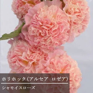 yPi / 3Zbg zAZA@ZA`^[Y@`CCX[Y3|bgzzbNy؉ԌzyK[fjOzyhzyNzyϊz