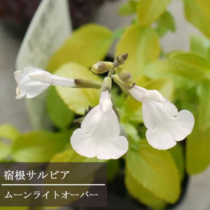 楽天市場 宿根サルビア ムーンライトオーバー 3 5号ポット苗チェリーセージ ライム葉 花苗 多年草 宿根草 イングリッシュガーデン 寄せ植え 鉢花 カラーリーフ 白 ホワイト 耐寒性 耐暑性 花みどりマーケット 楽天市場店