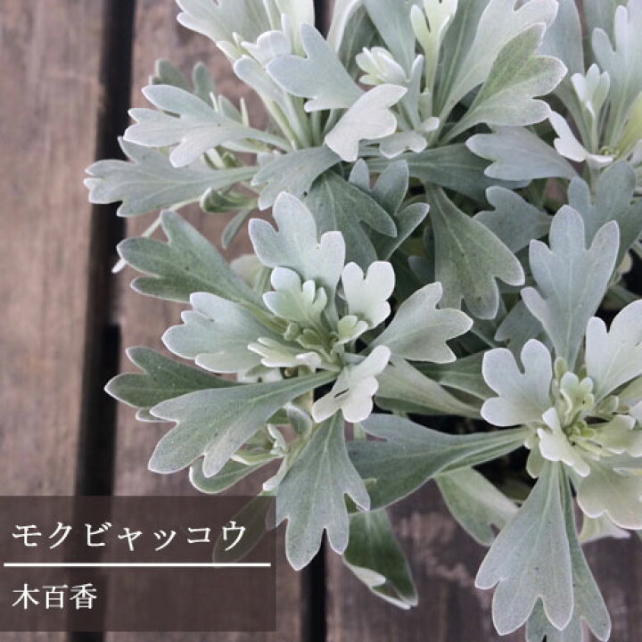 楽天市場 モクビャッコウ 木白香 3号ポット苗花苗 寄せ植え 鉢植え 香り 花木 低木 灌木 シュラブ カラーリーフ 花みどりマーケット 楽天市場店