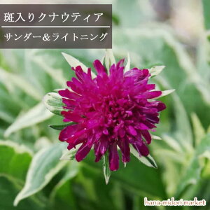 NiEeBA  T_[CgjO 3|bgcCObVK[f J[[t h  sNK[f v ԕc N