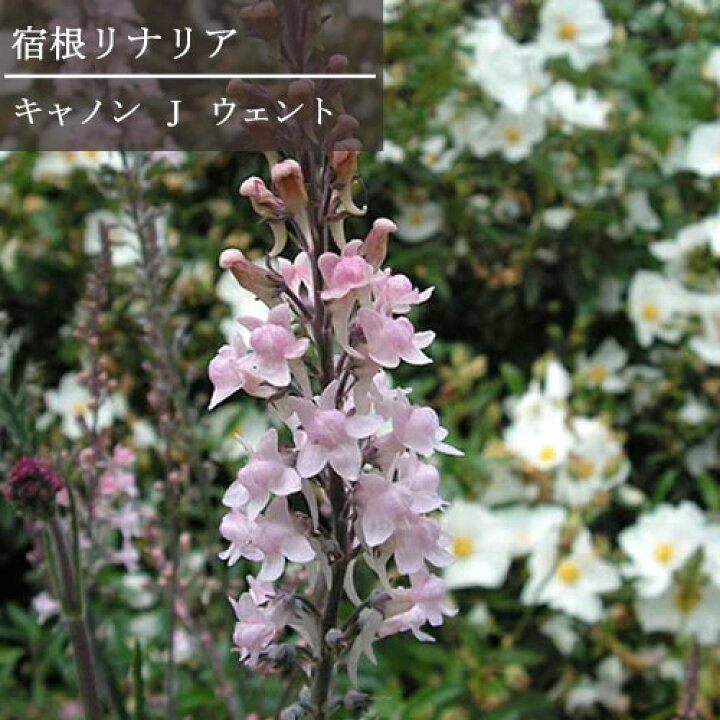 楽天市場 宿根リナリア プルプレア キャノン J ウェント ピンク花 3号ポット苗花苗 多年草 宿根草 花みどりマーケット 楽天市場店
