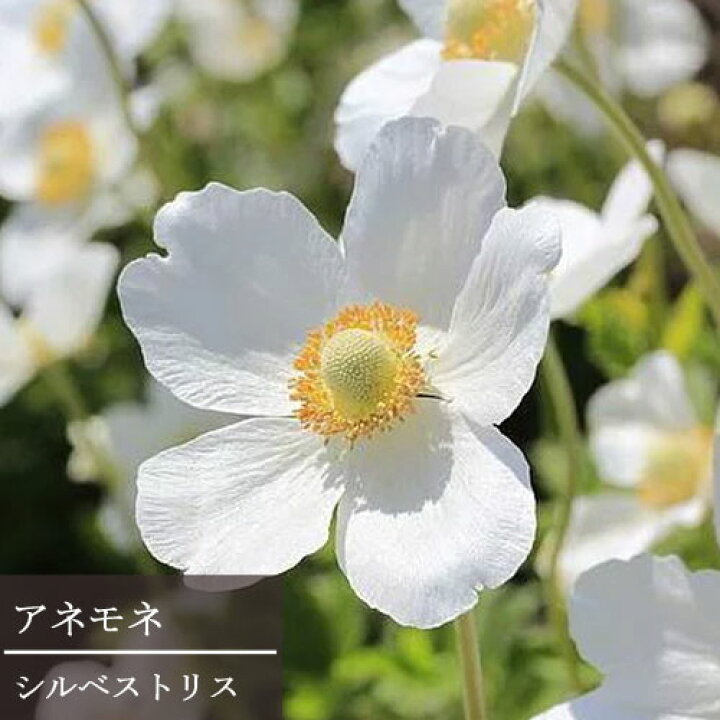 楽天市場 アネモネ シルベストリス 3 5号ポット苗花苗 多年草 宿根草 花の苗 白 ホワイト 耐寒 花みどりマーケット 楽天市場店 楽天市場 アネモネ シルベストリス 3 5号ポット苗花苗 多年草 宿根草 花の苗 白 ホワイト 耐寒 花みどりマーケット 楽天市場店