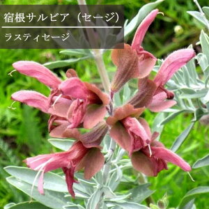 yPi / 3ZbgzhTrA XeBZ[W 3`3.5|bgc TrA ZI[^ N h J[[t i`K[f