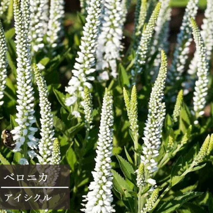 送料0円 ベロニカ トウテイラン 多年草 Www iwearparts Com