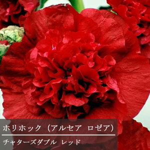 yPi / 3ZbgzAZA ZA `^[Y bh (XJ[bg) 3`3.5|bgc^`AIC zzbN CObVK[f h