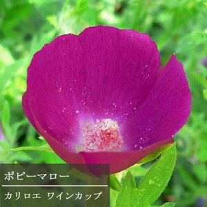 yPi / 3ZbgzJG iJz[) C{N[^ 3.5|bgc(|s[}[) CJbv Ԃ̕c N  h OhJo[ ϊ p[v sN