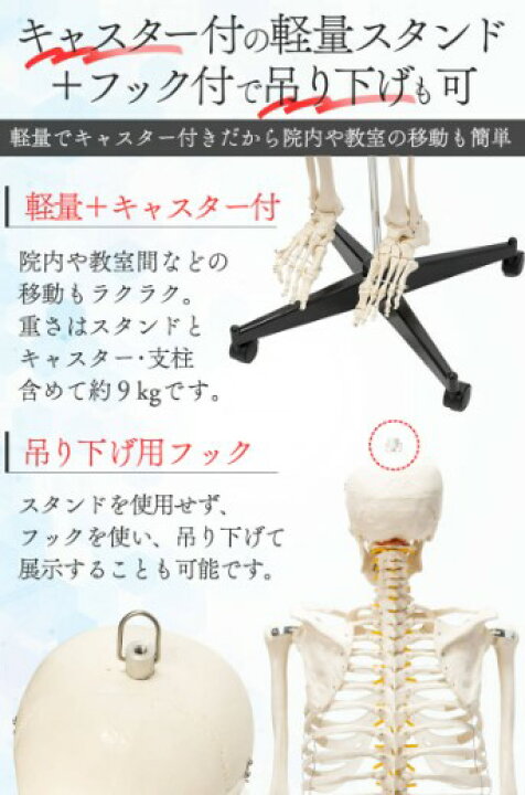 楽天市場】【国際規格認証品】等身大 人体模型 170cm 骨格標本 骸骨 