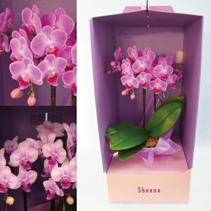 Yn̉ԃMtgyA-106zy~fBӒ hXBOX 2{ 4 sNn܂zyA-106zŖm̌Ӓ R`Ej/a/җ//Ď//LO