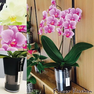 Yn̉ԃMtgy~fBӒ ^u[|bg 2{ 4zyA-378zŖm̌Ӓ R`Ej/a/җ//Ď//LO//A/LOi/