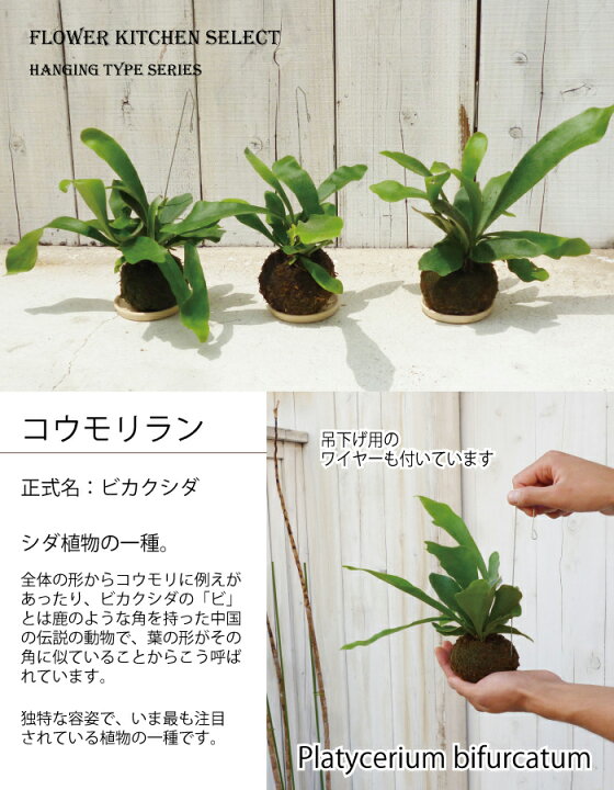 楽天市場 季節の花シリーズ 植物 コウモリラン ハンギングワイヤー付き 苔玉 送料無料 ビカクシダ ギフト 観葉植物 誕生日 開店 引越し 祝い 引越し祝い 新築祝い 日曜営業 セット インテリア 観葉 吊下げ 05p30nov14 Fktk Flowerkitchen For Business