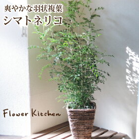 楽天市場 シマトネリコ 高さ50センチから 観葉植物 インテリア 鉢植え 開店 引越し 祝い 引越し祝い 新築祝い 誕生日 爽やか 羽状複葉 シマトネリコ トネリコ インテリア グリーン 観葉 05p30nov14 ギフト Fktk Flowerkitchen For Business 楽天市場 シマトネリコ 高さ50センチから 観葉植物 インテリア 鉢植え 開店 引越し 祝い 引越し祝い 新築祝い 誕生日 爽やか 羽状複葉 シマトネリコ トネリコ インテリア グリーン 観葉 05p30nov14 ギフト Fktk Flowerkitchen For Business