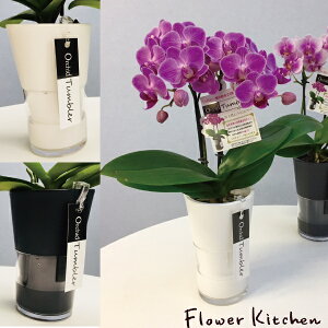 Yn̉ԃMtgyA-430zye[uӒ ^uX 2{ 3 sNn܂zŖm̌Ӓ R`Ej/a/җ//Ď//LO/