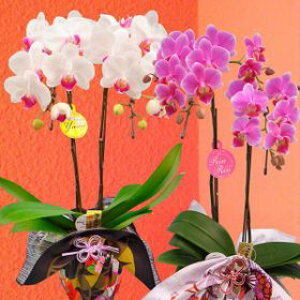 Yn̉ԃMtgyA-104zy~fBӒ 2{ C~ 4 픫zŖm̌Ӓ Ӓj a LO  A LOi v[g Mtg j  Mt