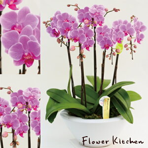 Yn̉ԃMtgyA-127zy~fBӒ  8 5{ sNn܂zŖm̌Ӓ R`Ej/a/җ//Ď//LO//A/L