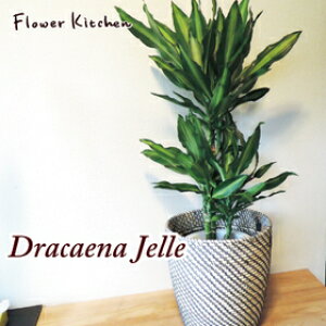 whZi WF 7 { kX^CJS xkX^C JSt A ϗt yK̖؁zyDracaena Jellez ϗtA Ă₷ A ̔ a JX j zj Vzj C